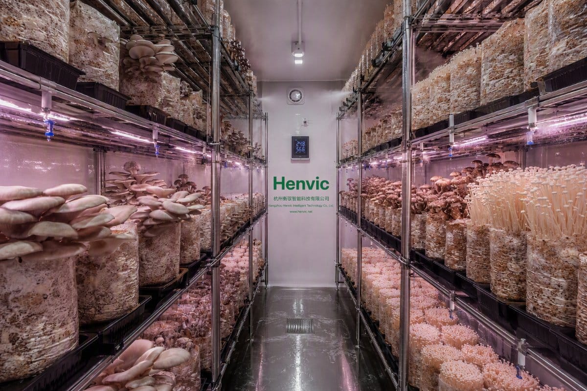 Exterior de la granja inteligente de cultivo de hongos en contenedor