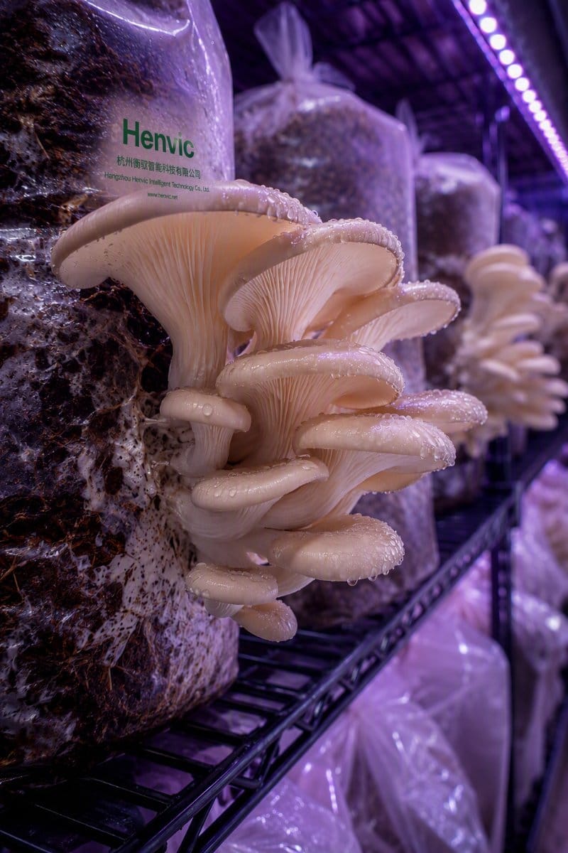 Sistema de cultivo vertical multinivel en el interior del contenedor