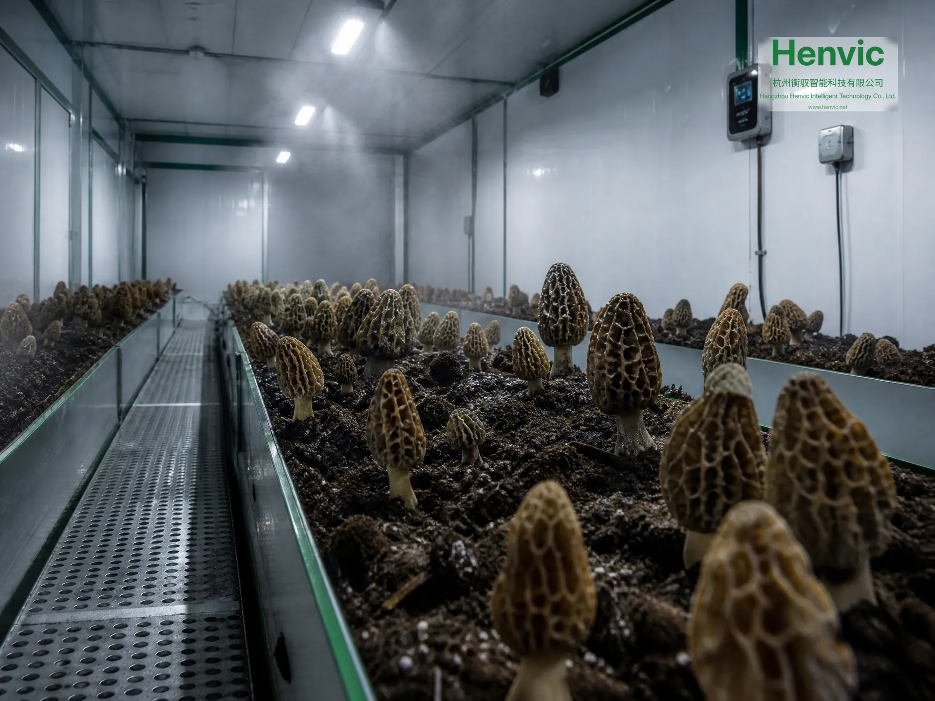 Cabina inteligente de cultivo de colmenillas Henvic — vista 3