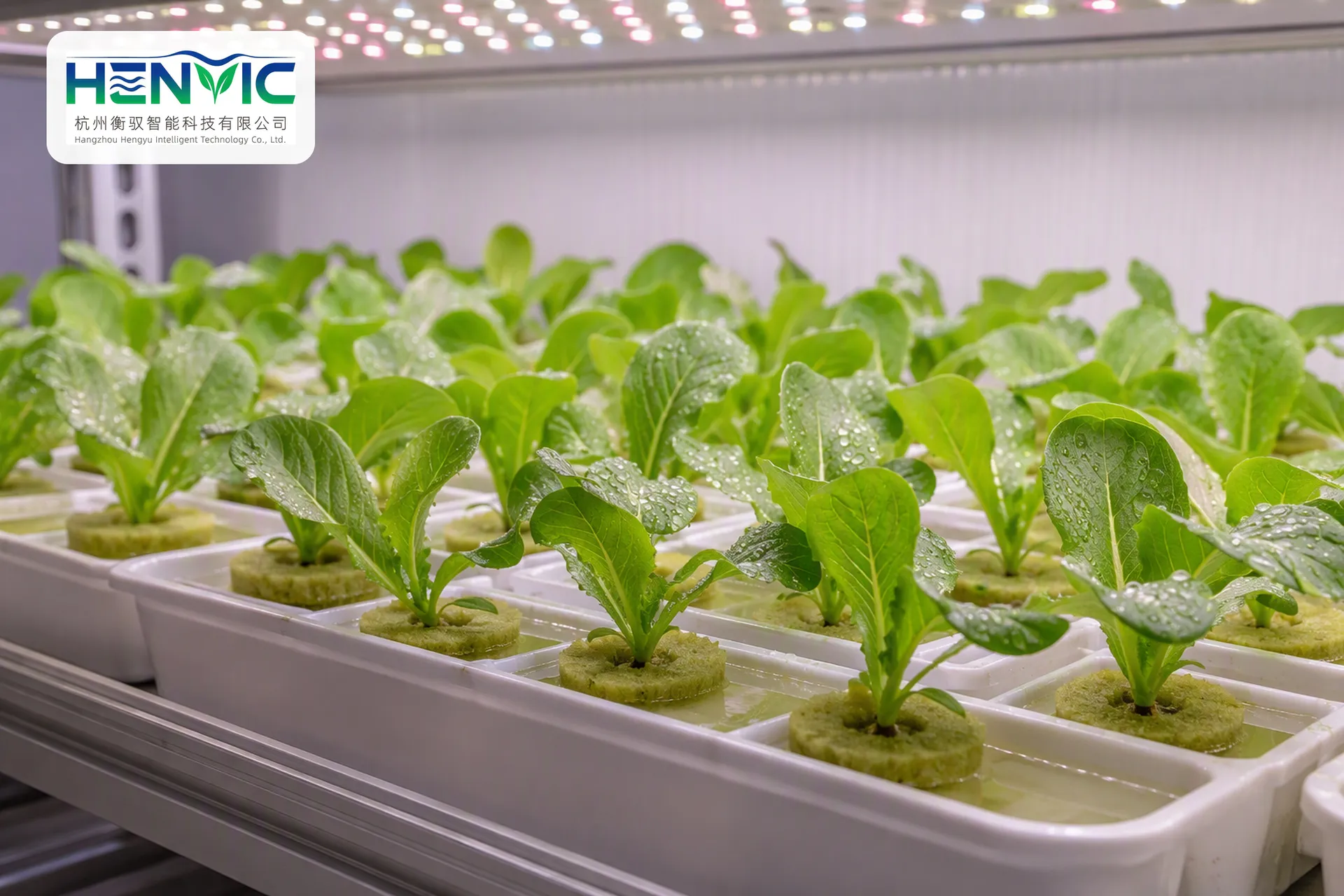 Global Case Studies: Innovative Vegetable | Henvic